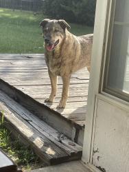 Found/Stray Female Dog last seen Near derby ct, Fort Worth, TX 76123