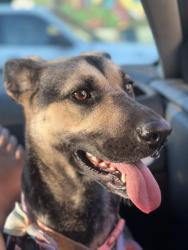 Reunited Female Dog last seen Rimrockrd and Serrano rd, Apple Valley, CA 92307