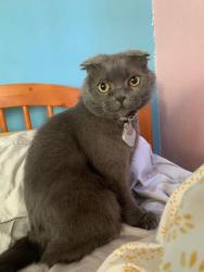 Lost Male Cat last seen Stearns and Packard, Los Angeles, CA 90035