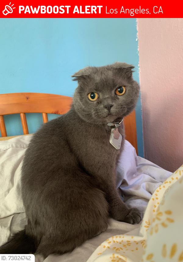 Lost Male Cat last seen Stearns and Packard, Los Angeles, CA 90035