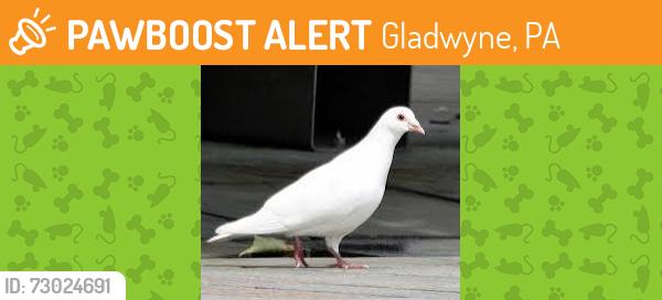 Found/Stray Unknown Bird last seen On premises of Waverly Heights, in an enclosed gardenn, Gladwyne, PA 19035