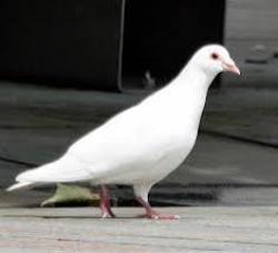 Found/Stray Unknown Bird last seen On premises of Waverly Heights, in an enclosed gardenn, Gladwyne, PA 19035