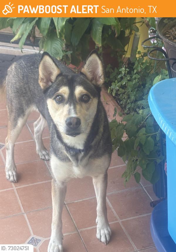 Found/Stray Female Dog last seen Huron st and Lenard st, San Antonio, TX 78211