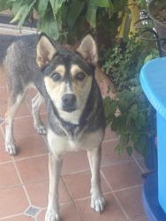 Found/Stray Female Dog last seen Huron st and Lenard st, San Antonio, TX 78211