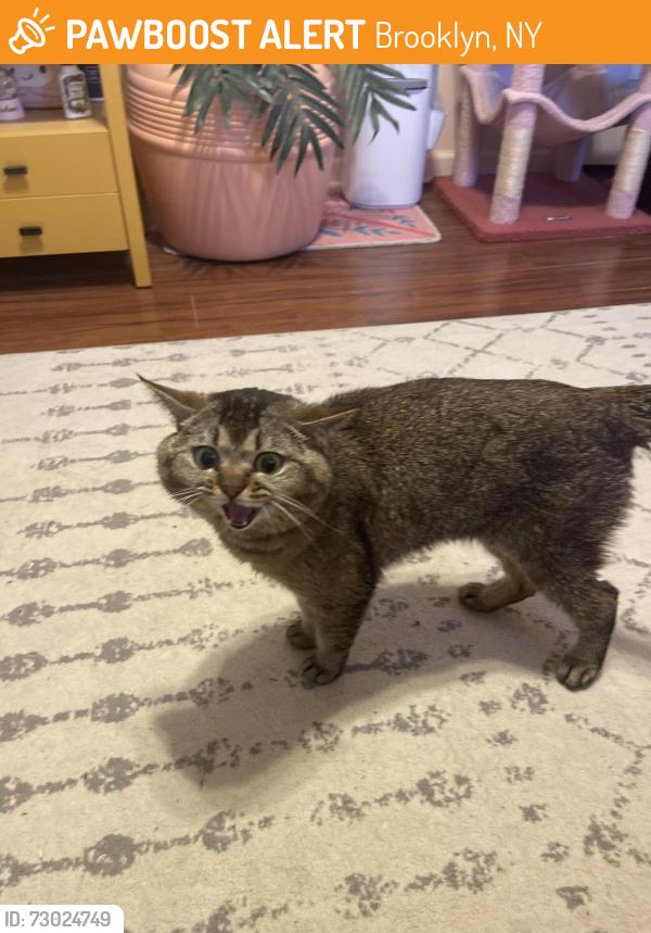 Found/Stray Unknown Cat last seen Near Hancock st, Brooklyn, Brooklyn, NY 11233