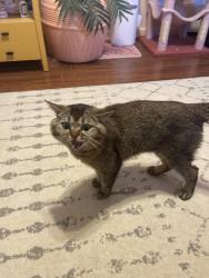 Found/Stray Unknown Cat last seen Near Hancock st, Brooklyn, Brooklyn, NY 11233
