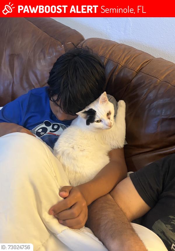Lost Male Cat last seen Starkey Elementary, Seminole, FL 33777
