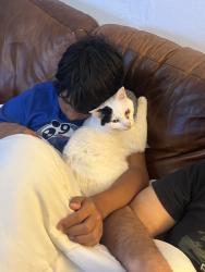 Lost Male Cat last seen Starkey Elementary, Seminole, FL 33777