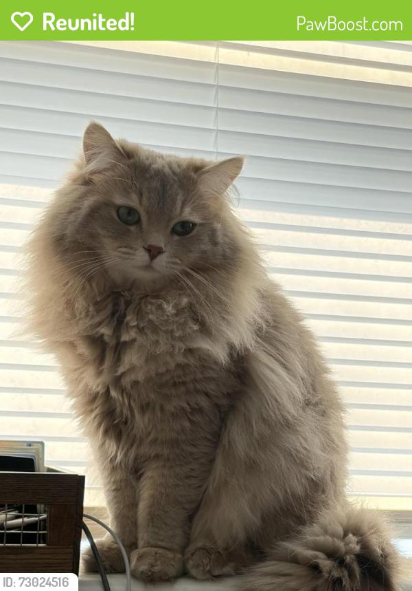 Reunited Male Cat last seen Cherry lane near sunset, Northbrook, IL 60062