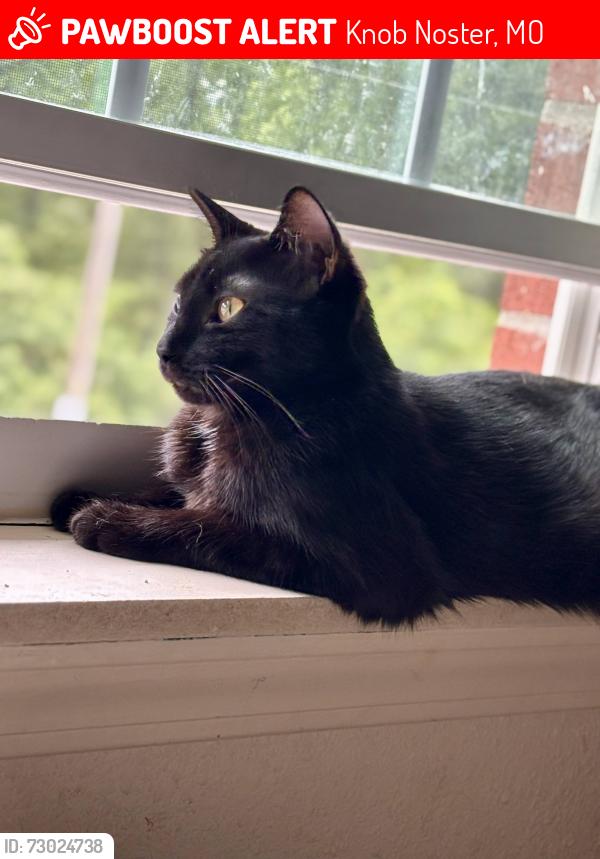 Lost Male Cat last seen Knob Noster McDonald's , Knob Noster, MO 65336