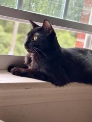 Lost Male Cat last seen Knob Noster McDonald's , Knob Noster, MO 65336