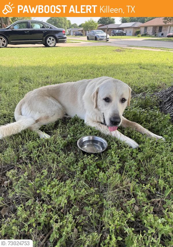Found/Stray Male Dog last seen Willowbend Drive, Killeen, TX 76543