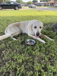 Found/Stray Male Dog last seen Willowbend Drive, Killeen, TX 76543