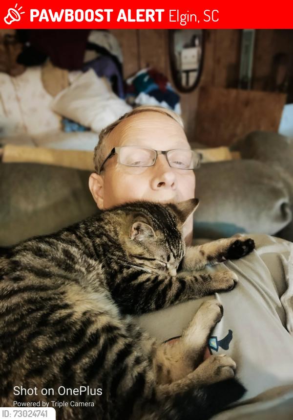 Lost Male Cat last seen Deer Run Rd, Elgin, SC 29045