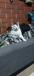 Lost Male Cat last seen Surf Life Saving Club car park, Mahomets Flats, WA 6530