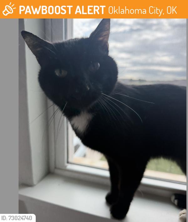 Found/Stray Female Cat last seen Hefner and N Pennsylvania Ave, Oklahoma City, OK 73120