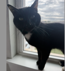 Found/Stray Female Cat last seen Hefner and N Pennsylvania Ave, Oklahoma City, OK 73120