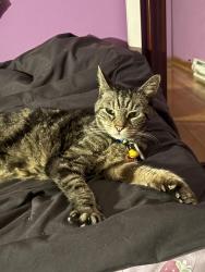 Lost Female Cat last seen New Haven Ave, Opekun Rd, Orange, CT 06477