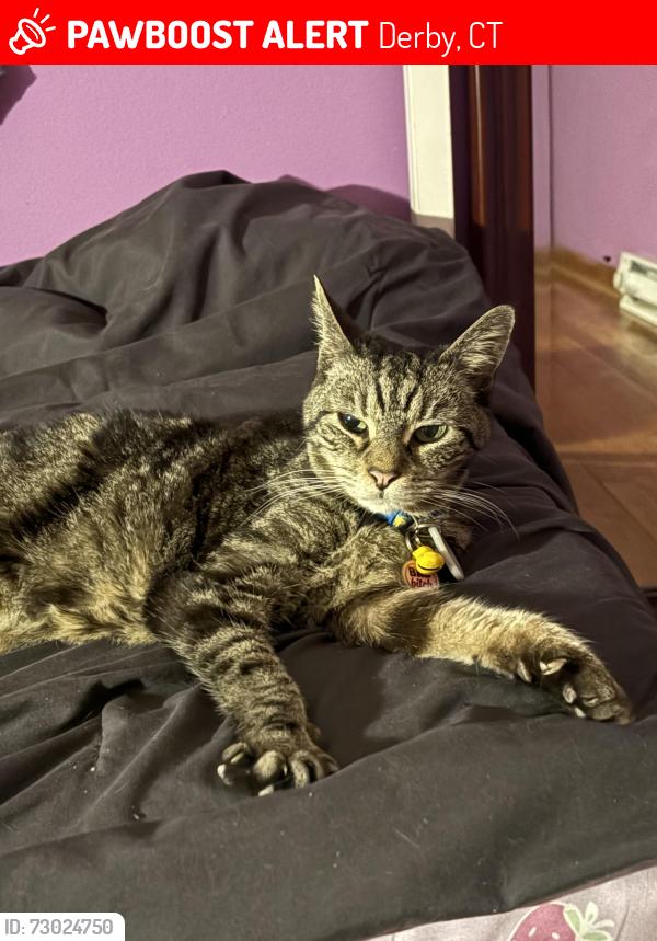 Lost Female Cat last seen New Haven Ave, Opekun Rd, Orange, CT 06477