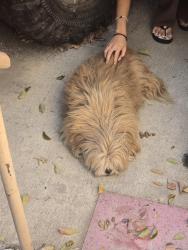 Reunited Unknown Dog last seen Brunswick and Chevy Chase, Los Angeles, CA 90039