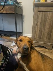 Found/Stray Female Dog last seen Near W Indian School Rd, Phoenix, AZ 85037, USA, Phoenix, AZ 85037