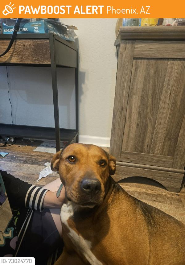 Found/Stray Female Dog last seen Near W Indian School Rd, Phoenix, AZ 85037, USA, Phoenix, AZ 85037
