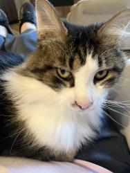 Reunited Male Cat last seen Newport Lane cndmniums , Tacoma, WA 98422