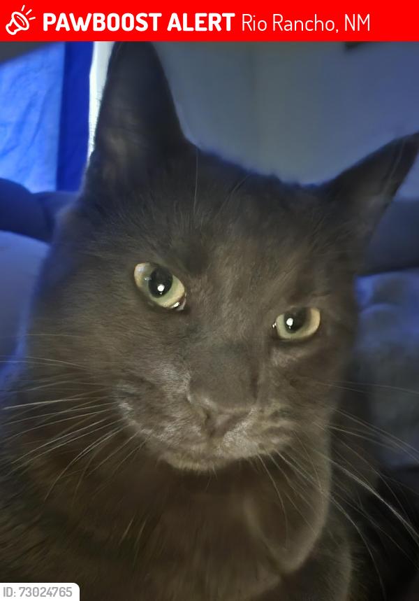 Lost Male Cat last seen High resort, Rio Rancho, NM 87124