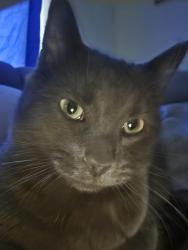 Lost Male Cat last seen High resort, Rio Rancho, NM 87124