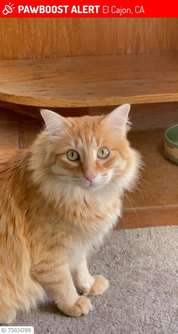 Lost Male Cat last seen Olive Hills and Lily Ave , El Cajon, CA 92021