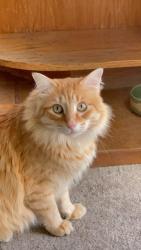 Lost Male Cat last seen Olive Hills and Lily Ave , El Cajon, CA 92021