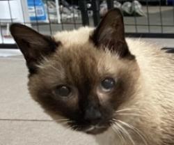 Reunited Unknown Cat last seen Bainbridge neighborhood, Meridian, ID 83713