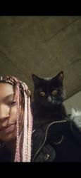 Lost Female Cat last seen East 56th and dunkirk , Denver, CO 80249