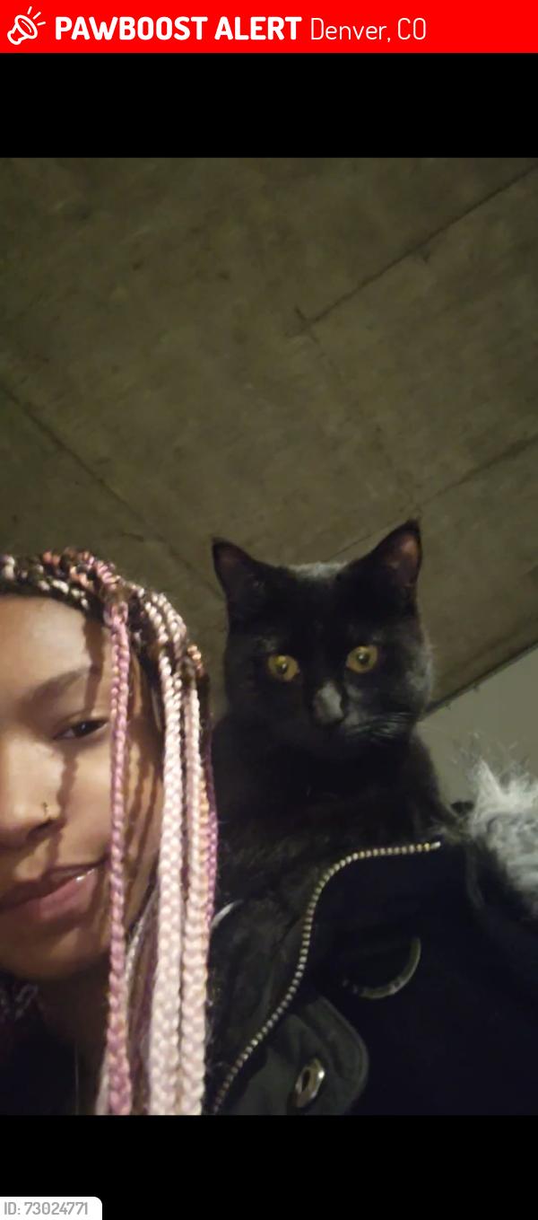 Lost Female Cat last seen East 56th and dunkirk , Denver, CO 80249