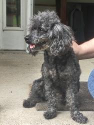 Found/Stray Female Dog last seen Una antioch pike, Nashville, TN 37013