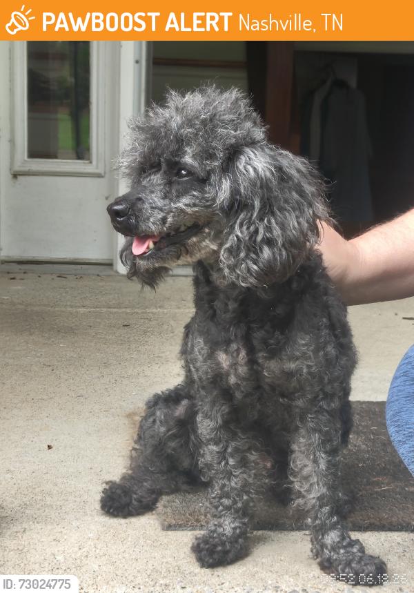 Found/Stray Female Dog last seen Una antioch pike, Nashville, TN 37013