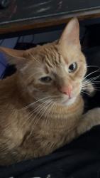 Reunited Male Cat last seen 120th, Northglenn, CO 80241