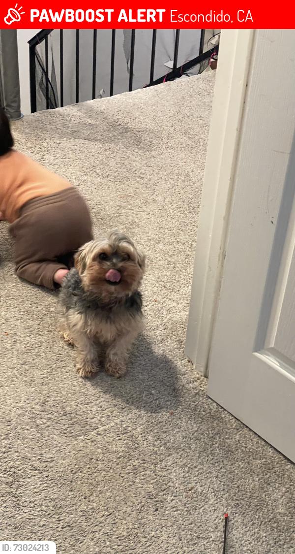 Lost Male Dog last seen Near Johnston Rd Escondido CA, Escondido, CA 92029