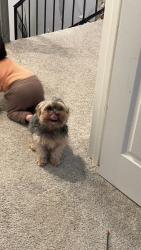 Lost Male Dog last seen Near Johnston Rd Escondido CA, Escondido, CA 92029