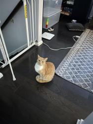 Lost Male Cat last seen Michaux view cy, Midlothian, VA 23113