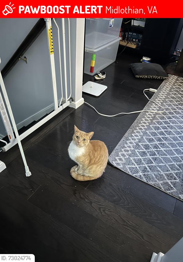 Lost Male Cat last seen Michaux view cy, Midlothian, VA 23113