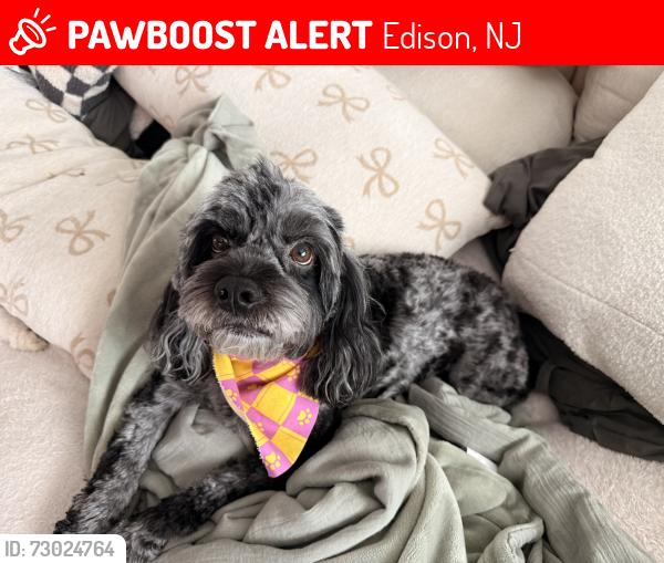 Lost Female Dog last seen Fox road, Edison, NJ 08817