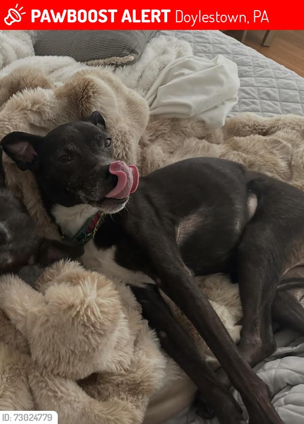 Lost Female Dog last seen East Oakland Avenue, Doylestown, PA 18901