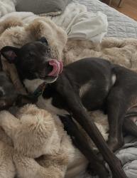 Lost Female Dog last seen East Oakland Avenue, Doylestown, PA 18901