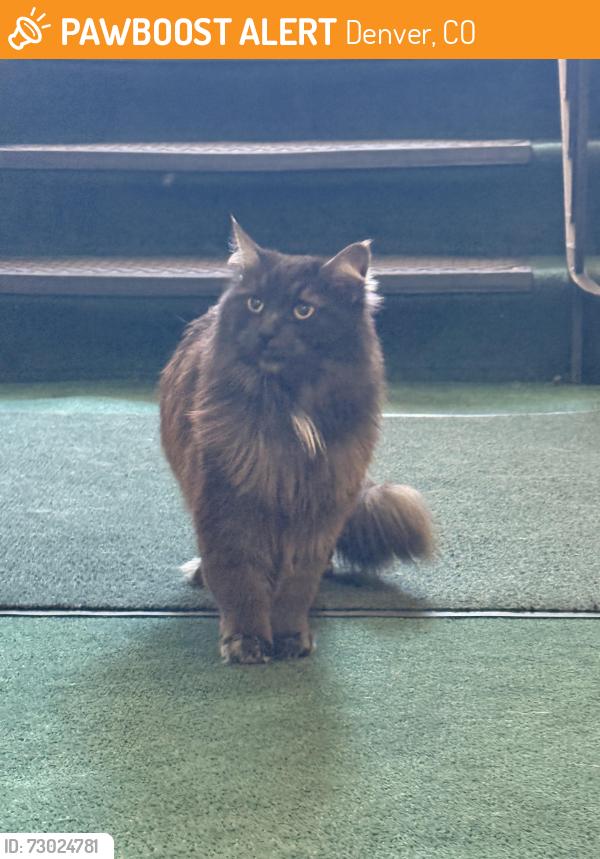 Found/Stray Unknown Cat last seen 1st and Grant, Denver, CO 80203