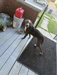 Found/Stray Female Dog last seen Brighton ave, Toledo, OH 43609