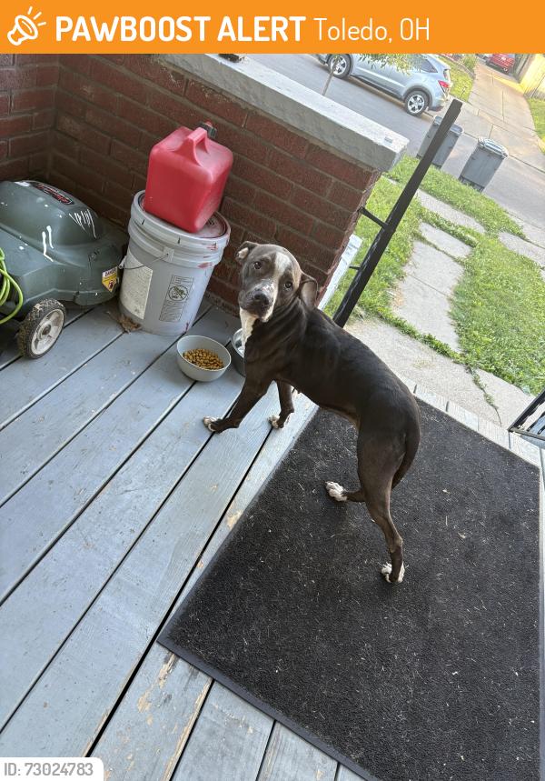 Found/Stray Female Dog last seen Brighton ave, Toledo, OH 43609