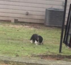 Found/Stray Unknown Dog last seen James Rd, Memphis, TN 38128