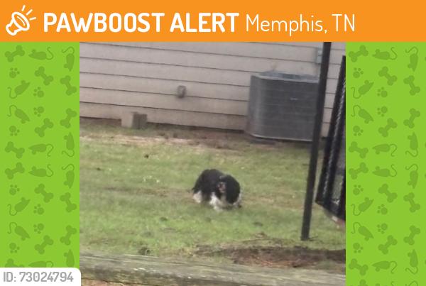 Found/Stray Unknown Dog last seen James Rd, Memphis, TN 38128