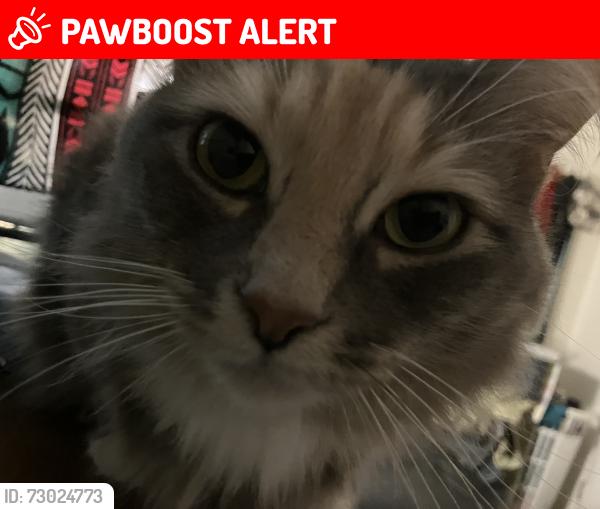 Lost Female Cat last seen Godwin ests lane and Whitley Rd, Johnston County, NC 27557